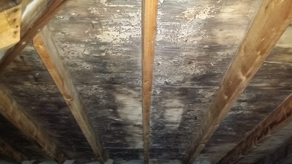 attic mold