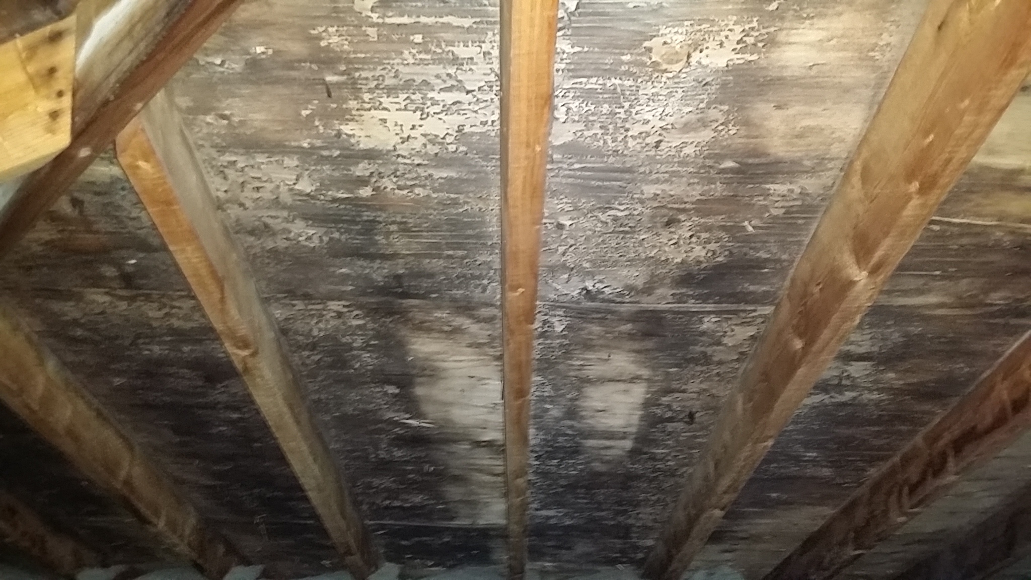 attic mold