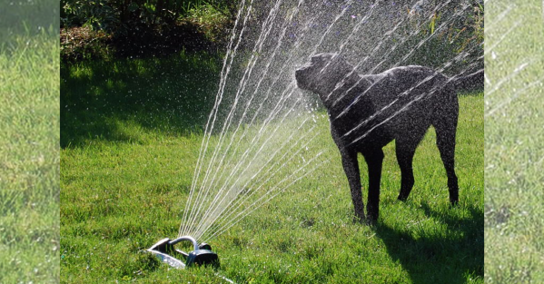 Dog Running through sprinkler