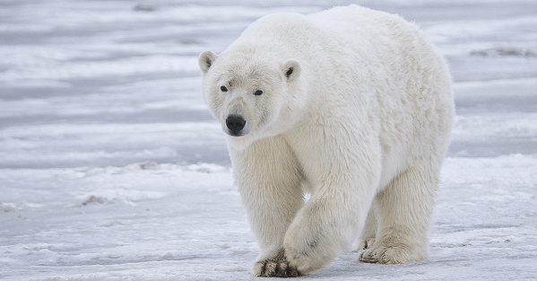 Polar Bear