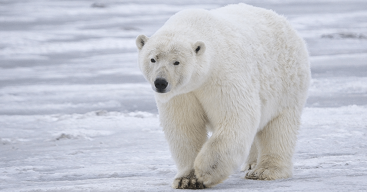 Polar Bear