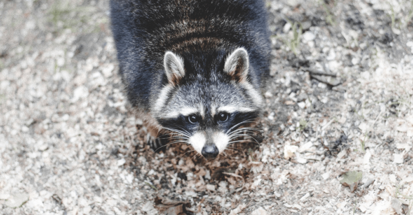 Raccoon