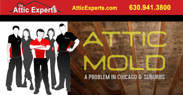 Attic Mold Image - Chicagoland