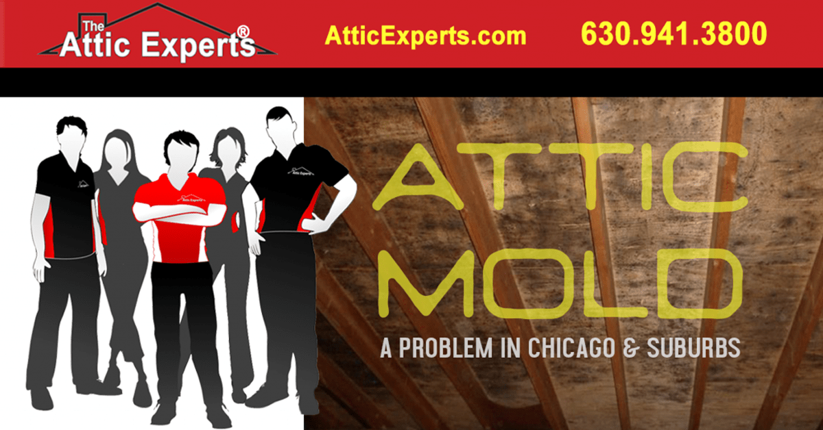 ATTIC MOLD ILLINOIS.fw Attic Mold Image - Chicagoland