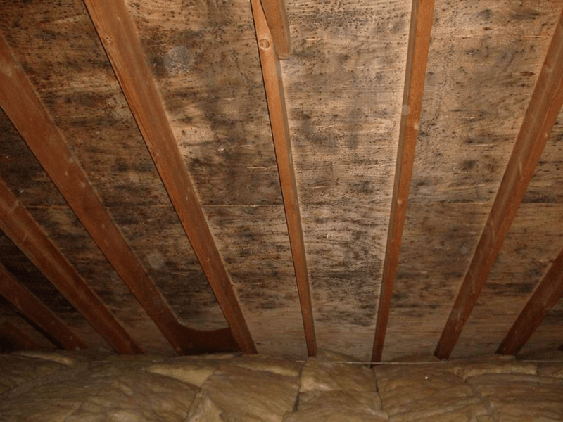 attic mold image