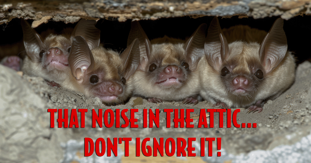 Noise in the attic? Image of wildlife attic infestation